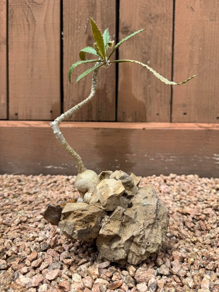 Euphorbia suzannae-marnierae x waringiae