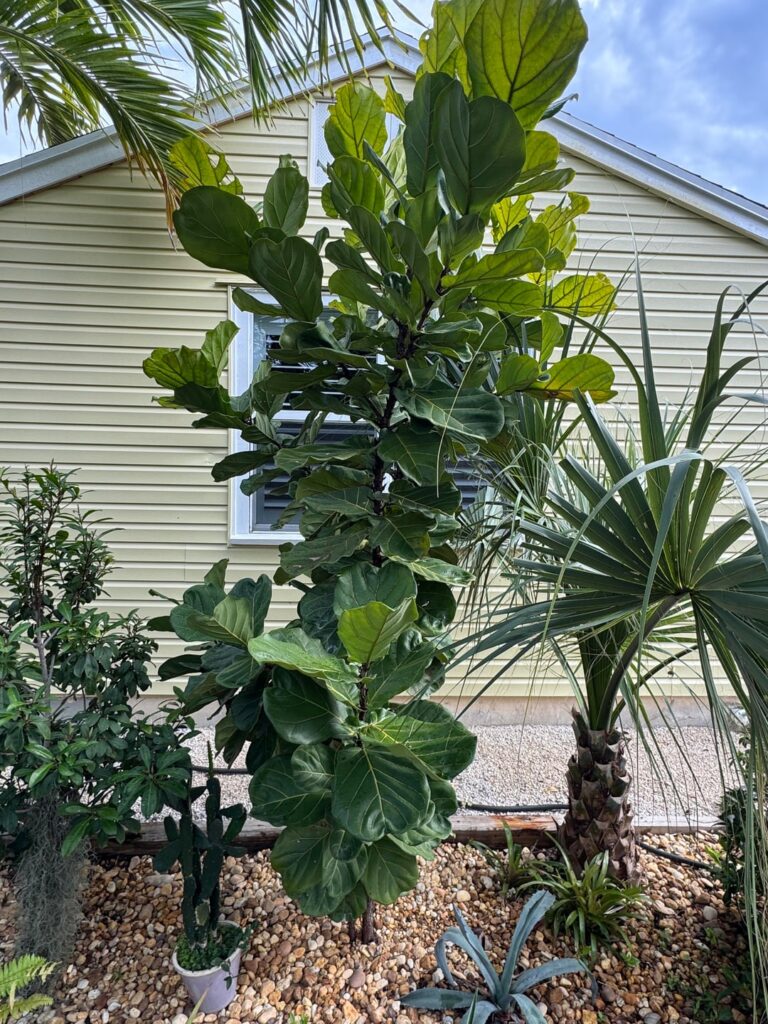 Yellowing top leaves a month after freeze, South Florida Yellowing top leaves a month after freeze, South Florida