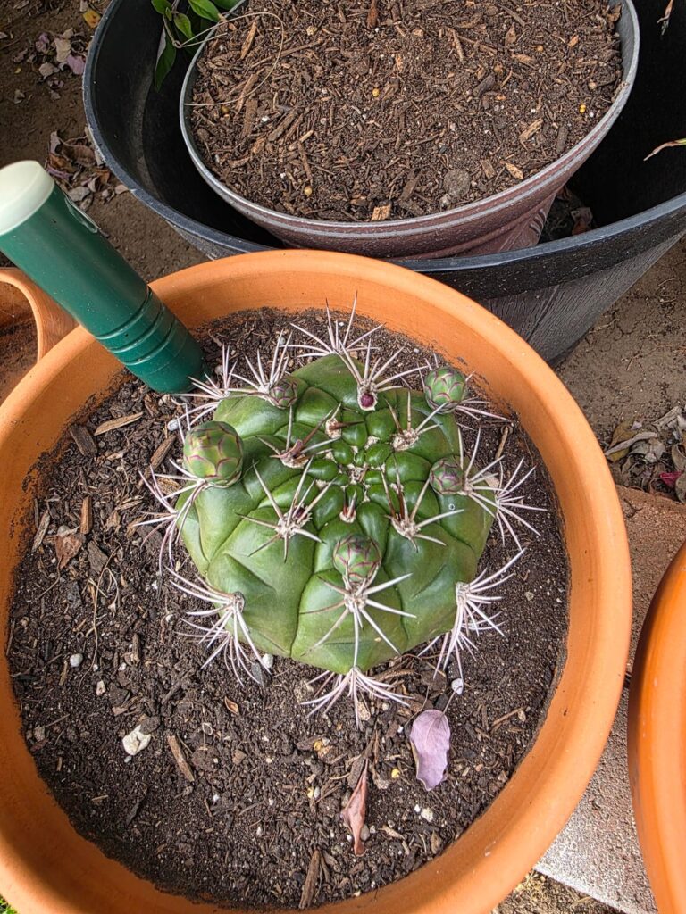 Repotting
