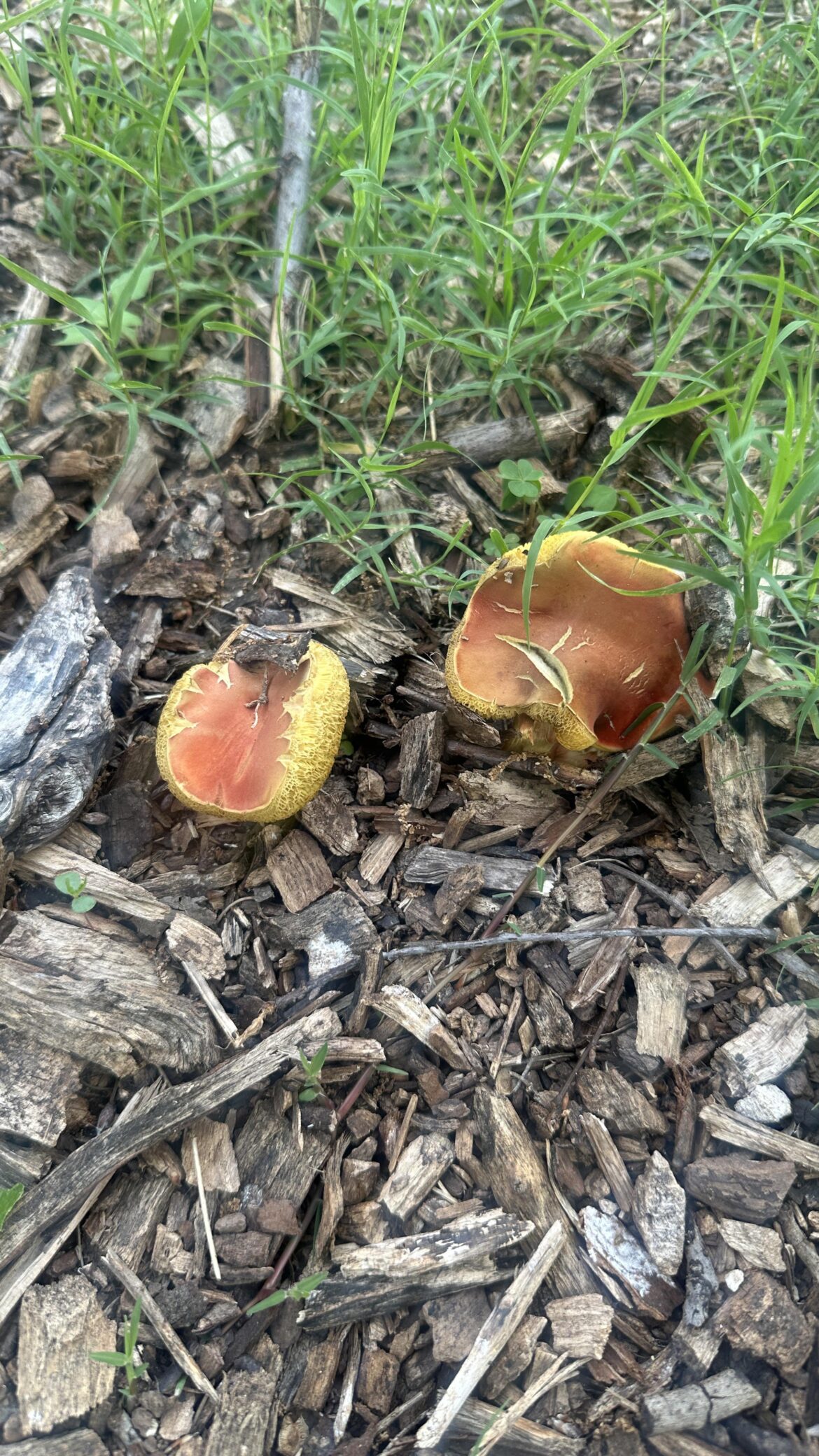 Two Fun guys came to hang in the yard Two Fun guys came to hang in the yard