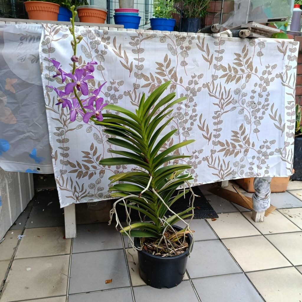 Mokara Orchids