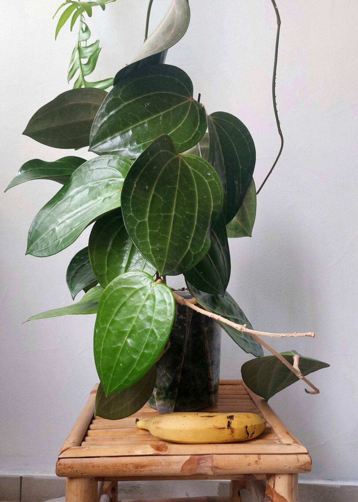 Huge Latifolia
