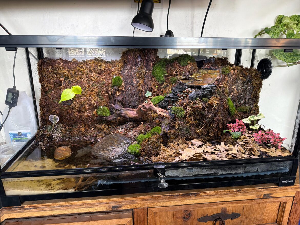 This is my first big bioactive Paludarium This is my first big bioactive Paludarium