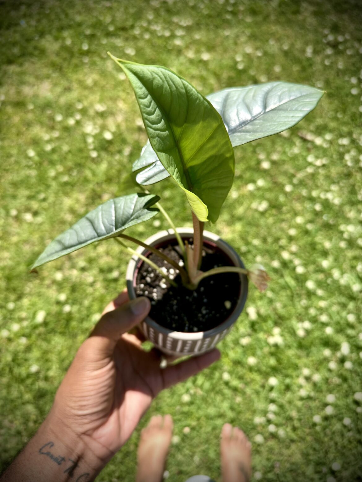 Huge New Leaf