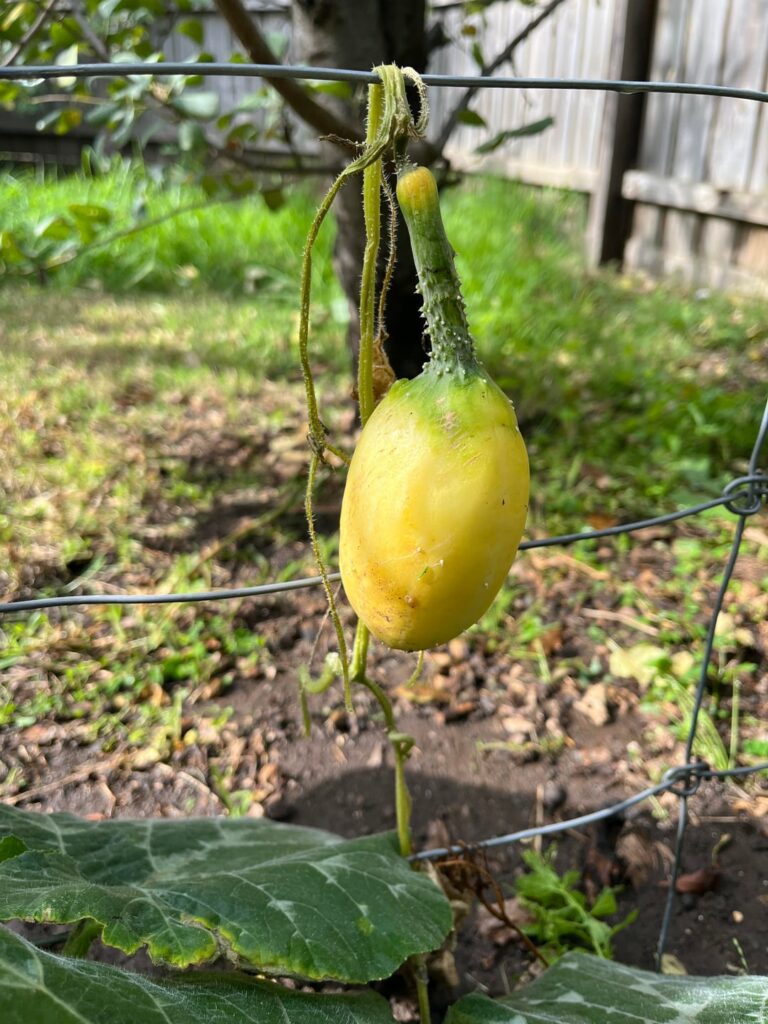 anybody know what this is? anybody know what this is?