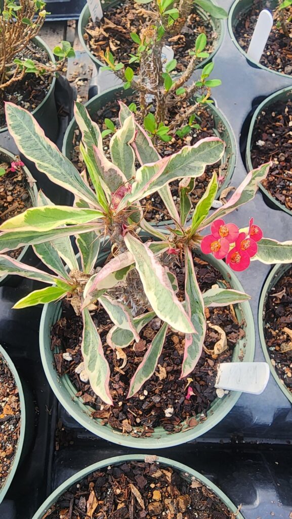 Dwarf millii flowers