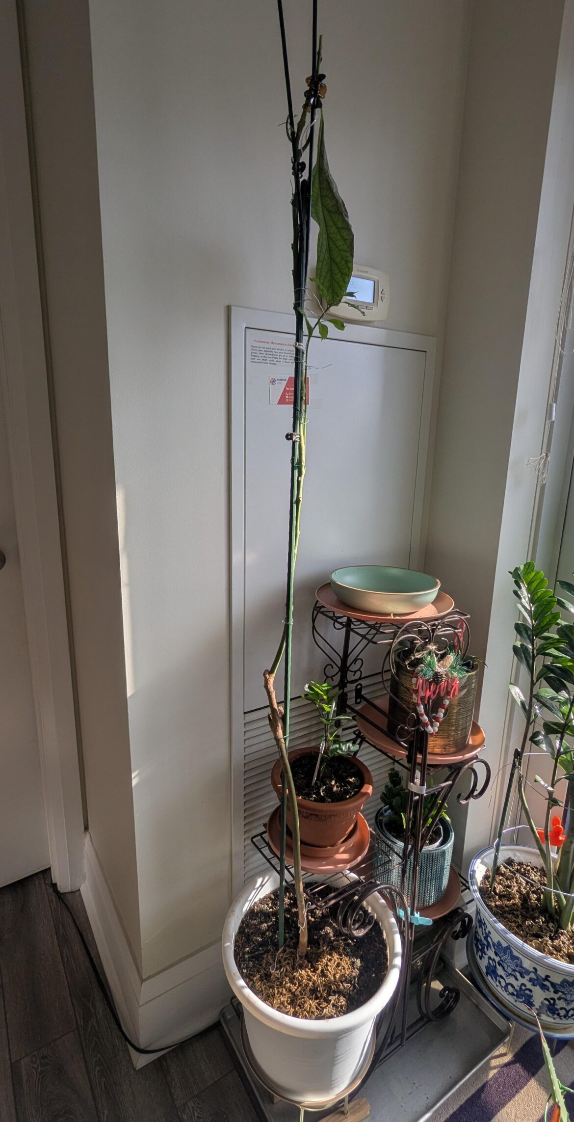 Avocado plant help Avocado plant help