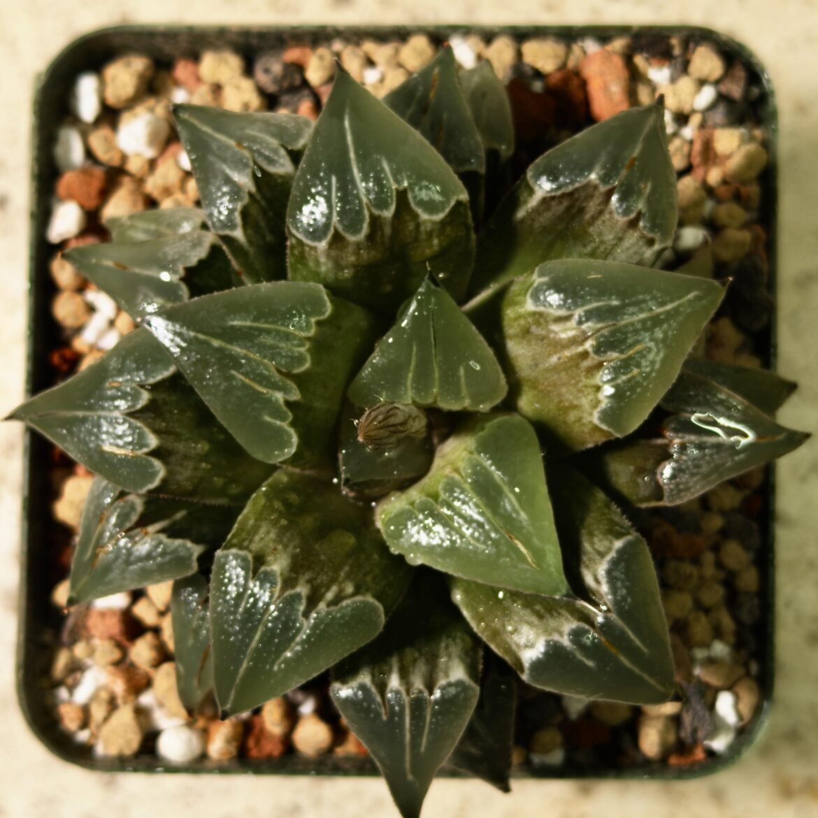 H. badia hybrid