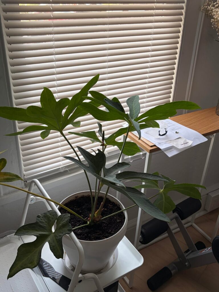 My baby is flowering for the first time…