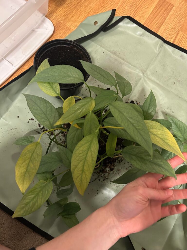 Cebu blue yellowed suddenly - are these roots bound?