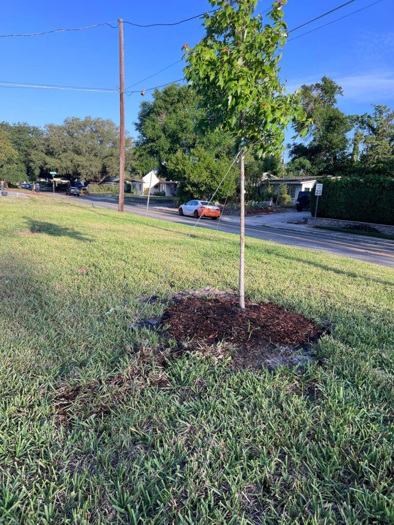Planted my first tree