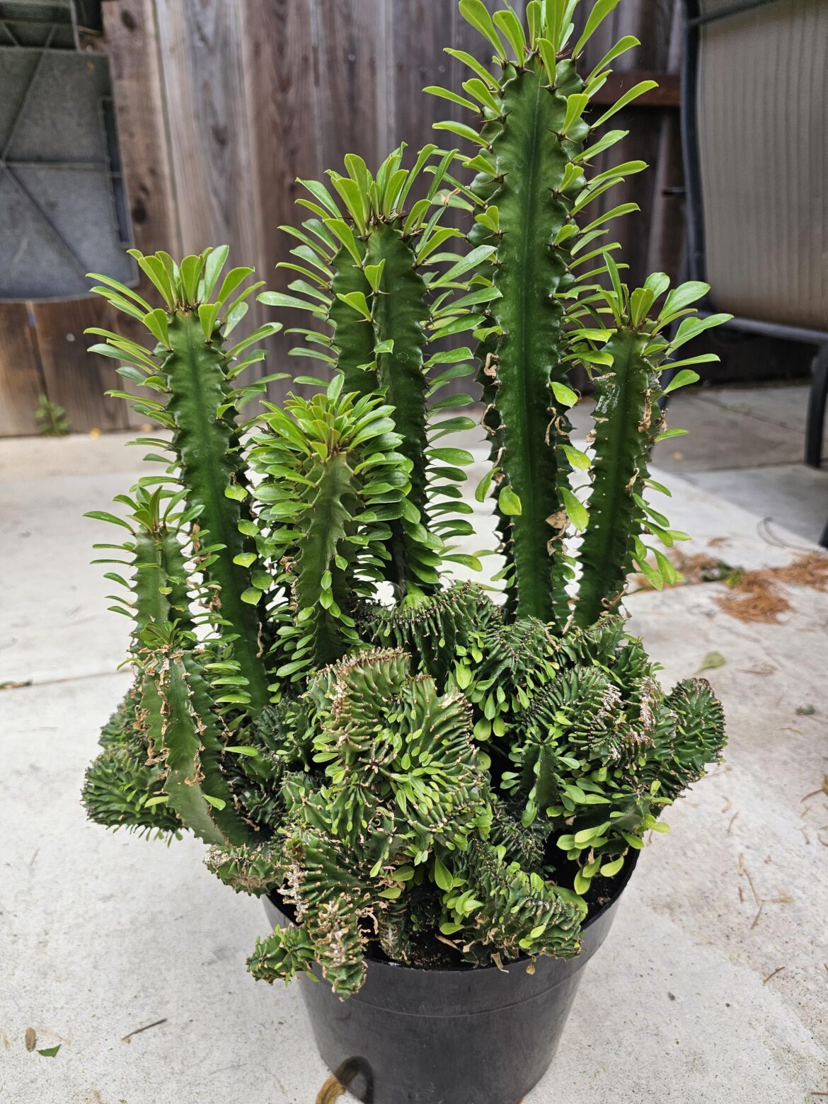 Crested African Candelabra