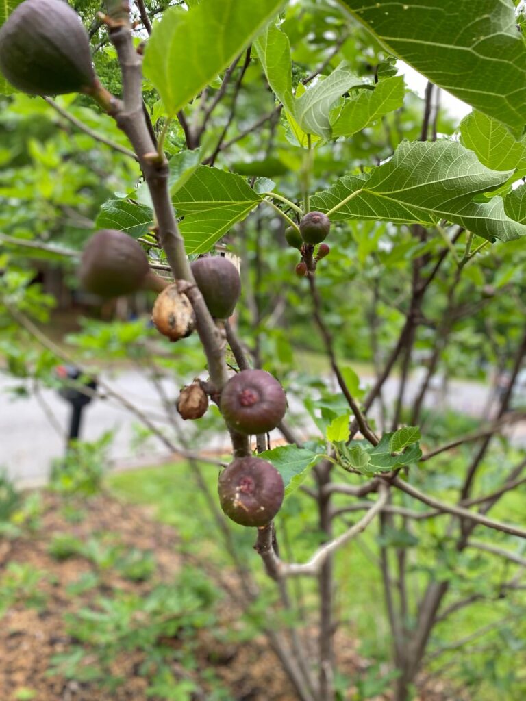 ID Please