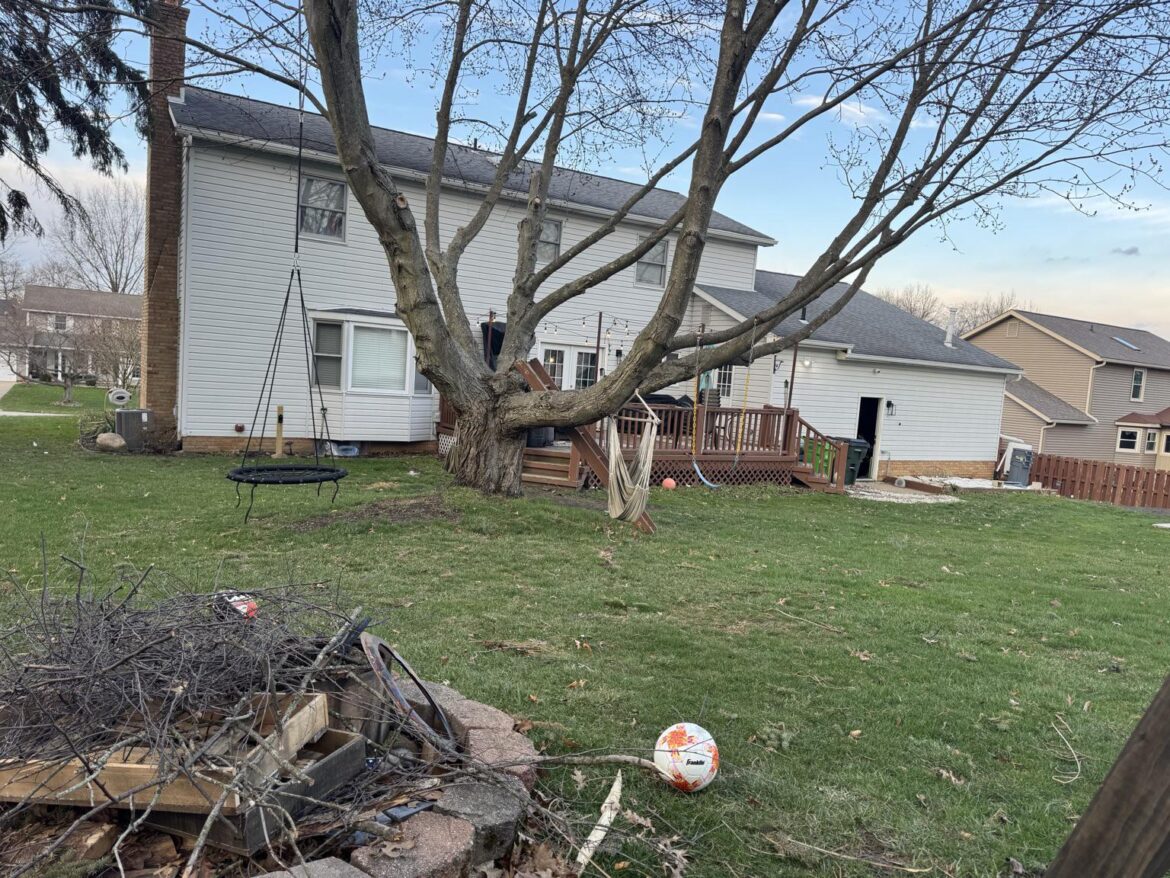 Need your opinion on this tree in my back yard.