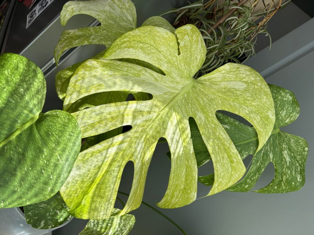 Minty boy's newest leaf.