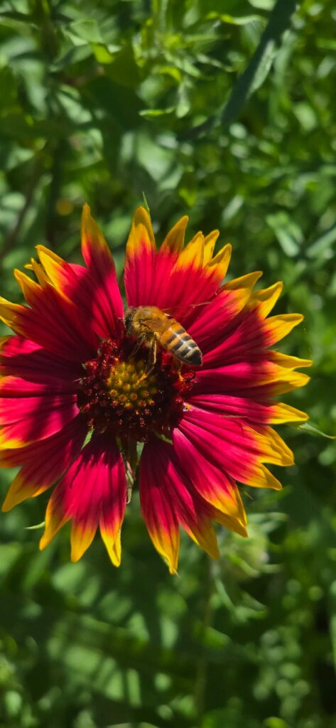 Honey Bees!!! Honey Bees!!!