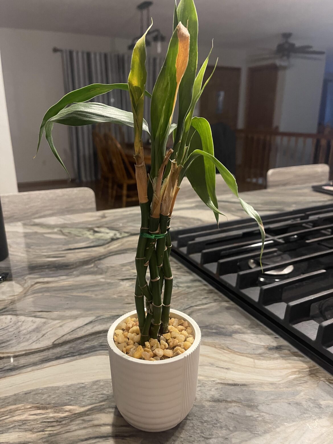 My first bamboo My first bamboo