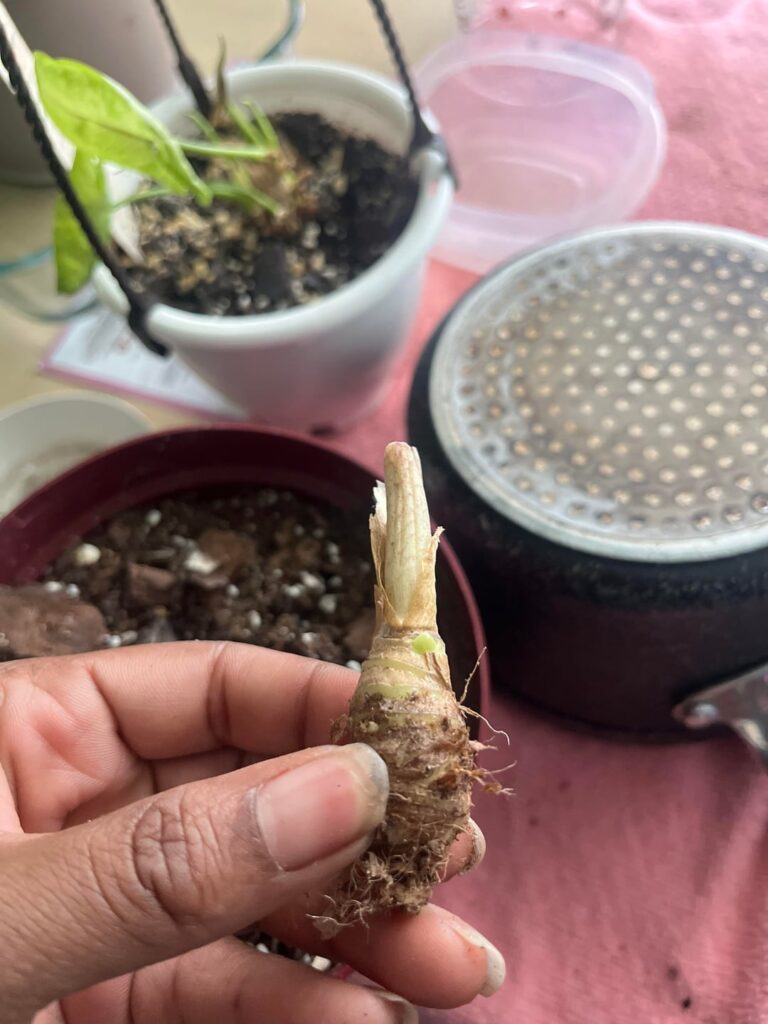 one month of growth
