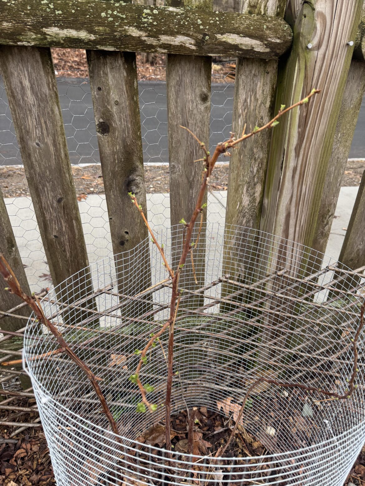 Will frost/freeze kill raspberry and blueberry buds?