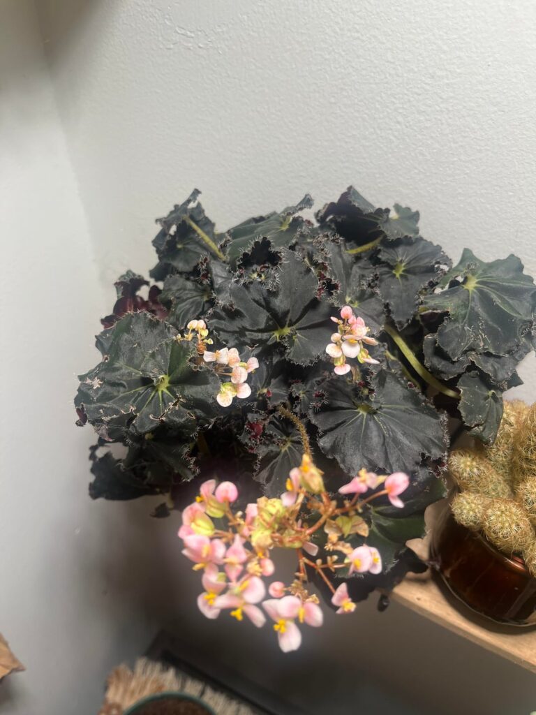 I’m very confused about the ID of this begonia. Dark Mambo, Black Mamba, or Black Mambo?