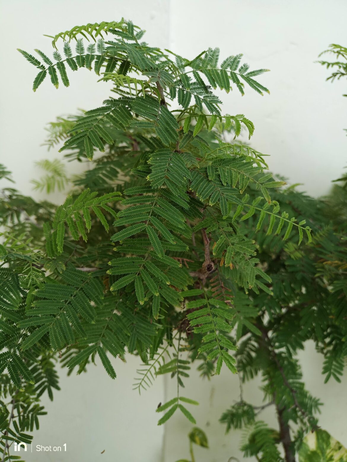 What's this called in your language?