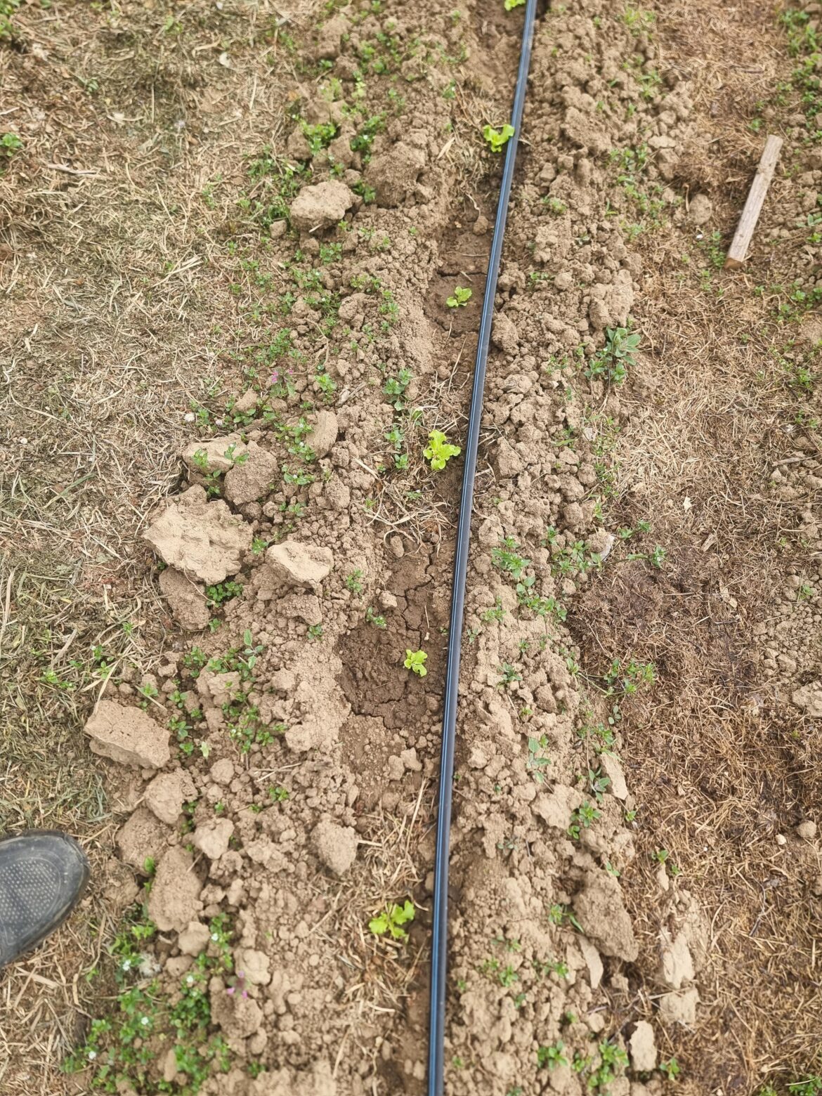 Mulching vs not mulching