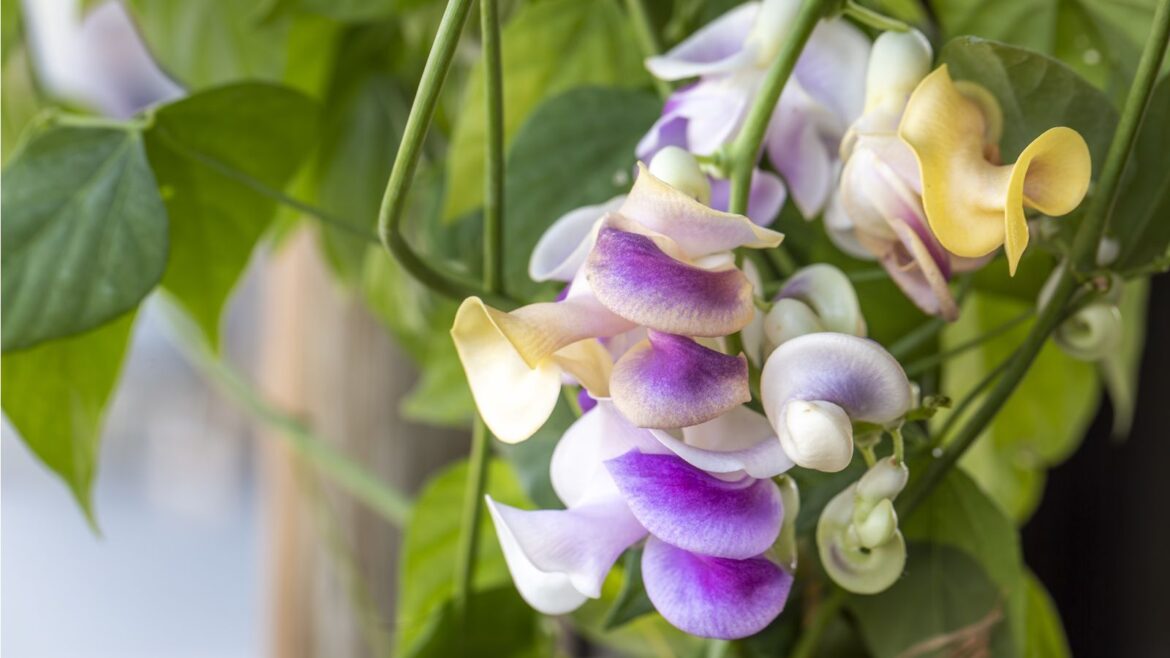 Grow Corkscrew Vine for Hummingbirds: Expert Care Tips Corkscrew vine flowers