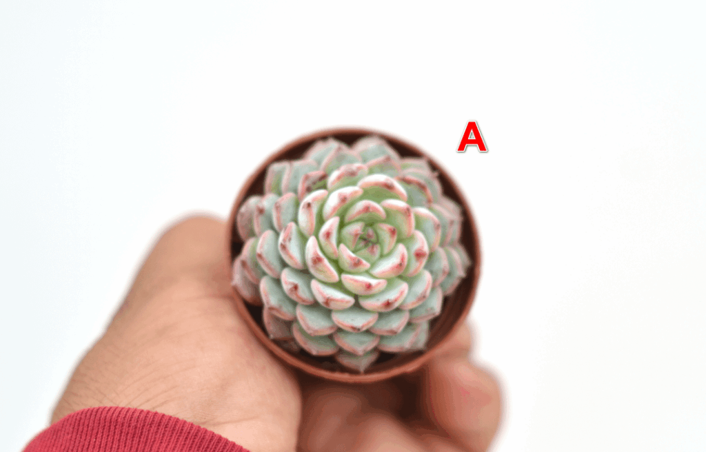 Echeveria ID request - small rosettes - Thanks!