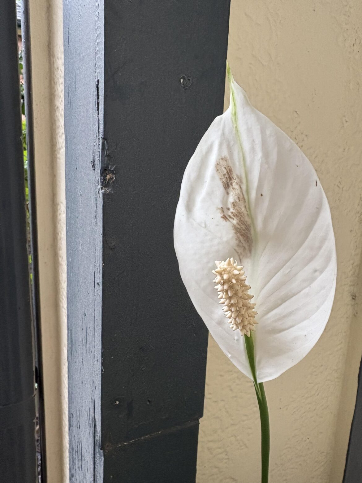 Variegation or skid mark?