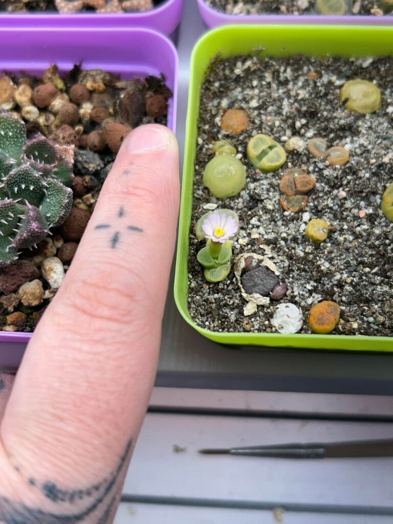 Ophthalmophyllum ID? Ophthalmophyllum ID?