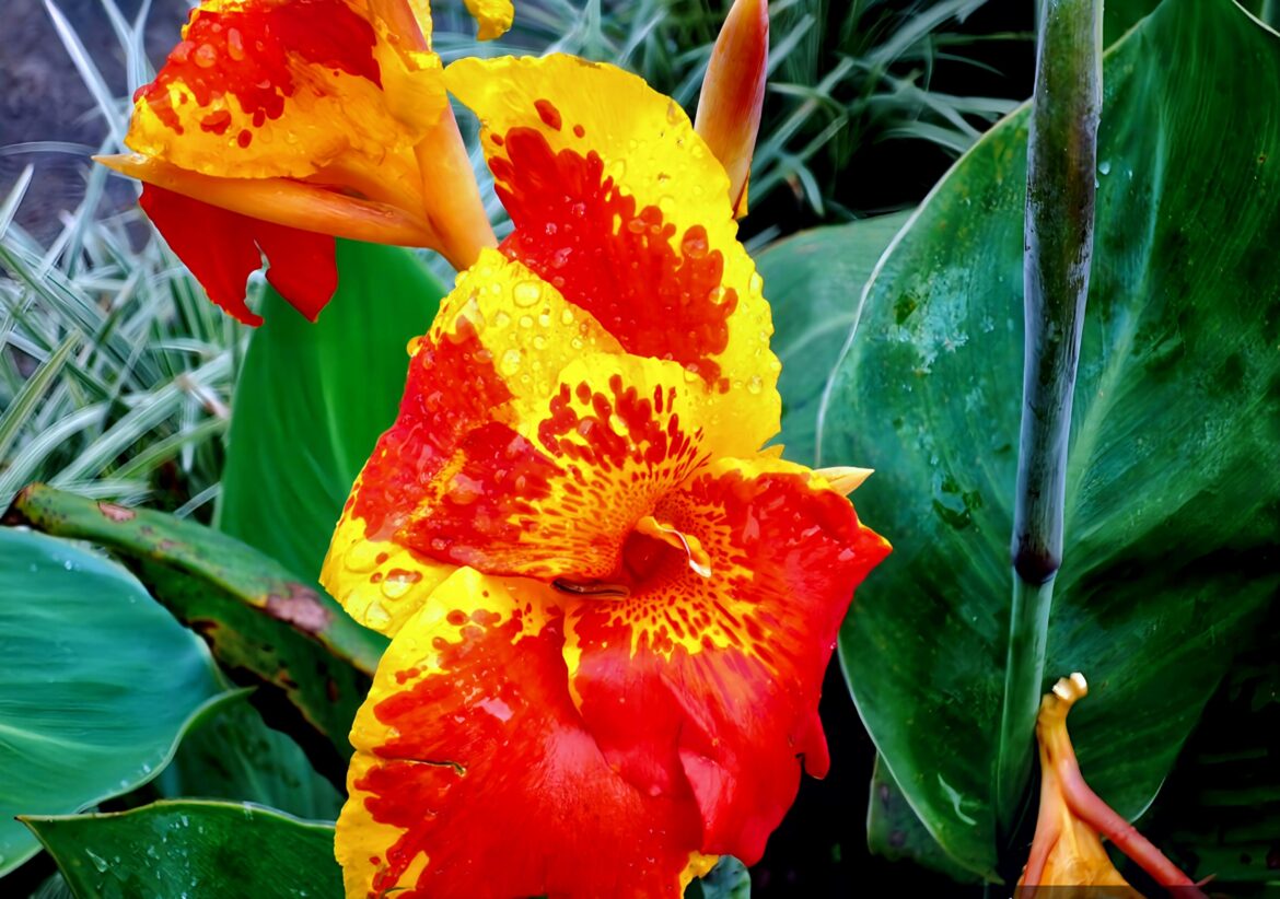 CAÑA DE LAS INDIAS (Canna índica)[OC]