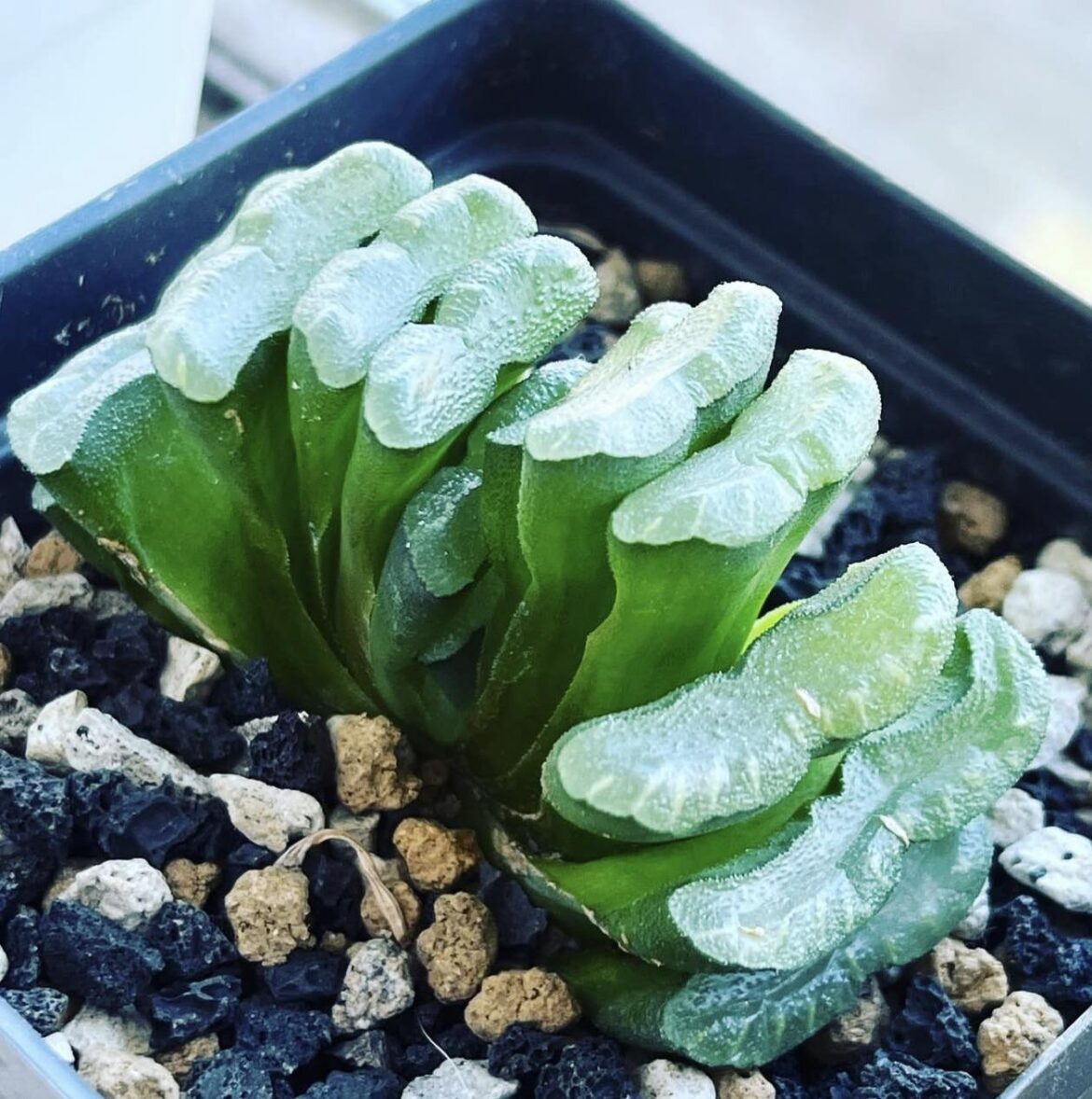 haworthia truncata