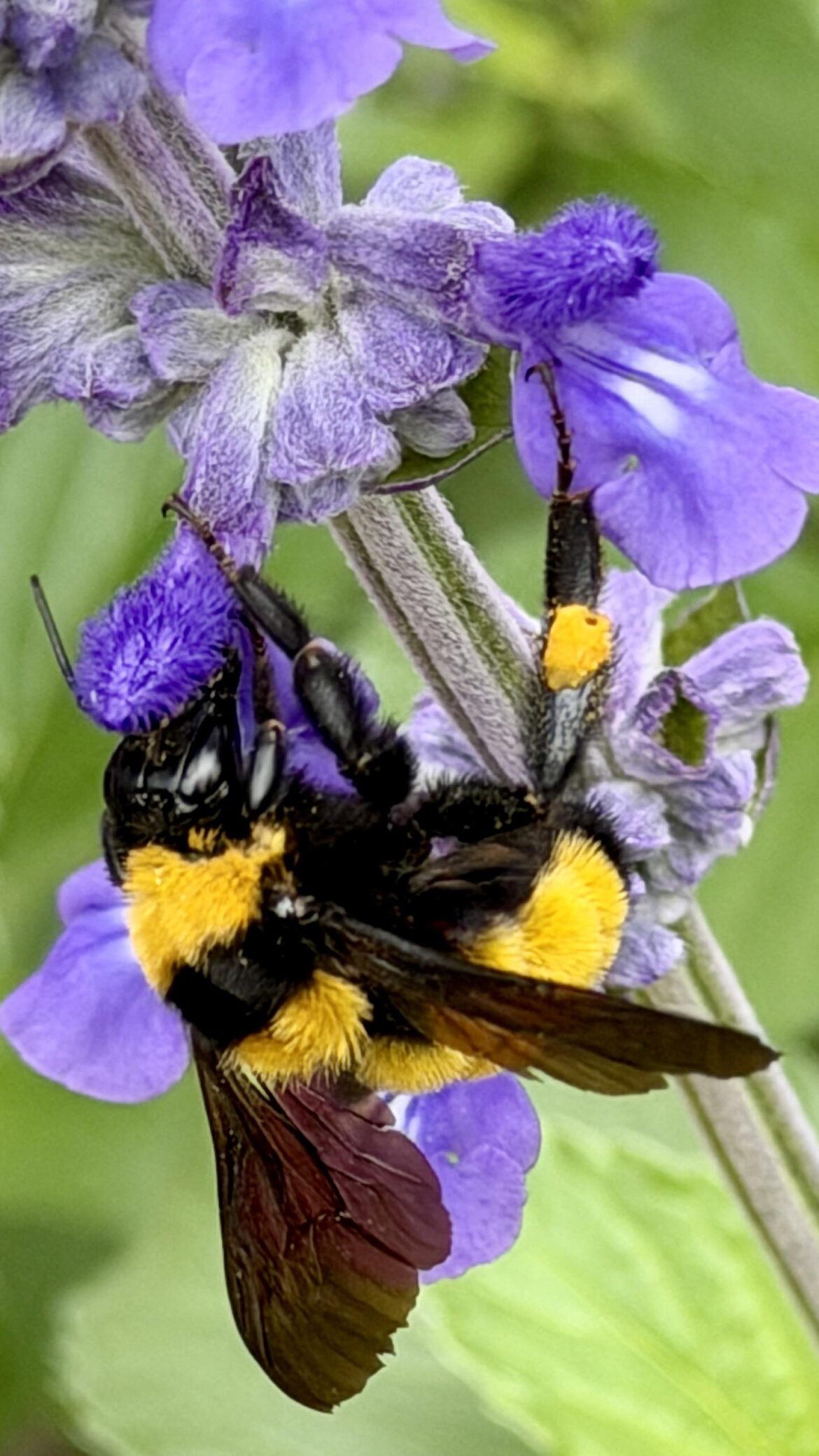 Happy bumblebee