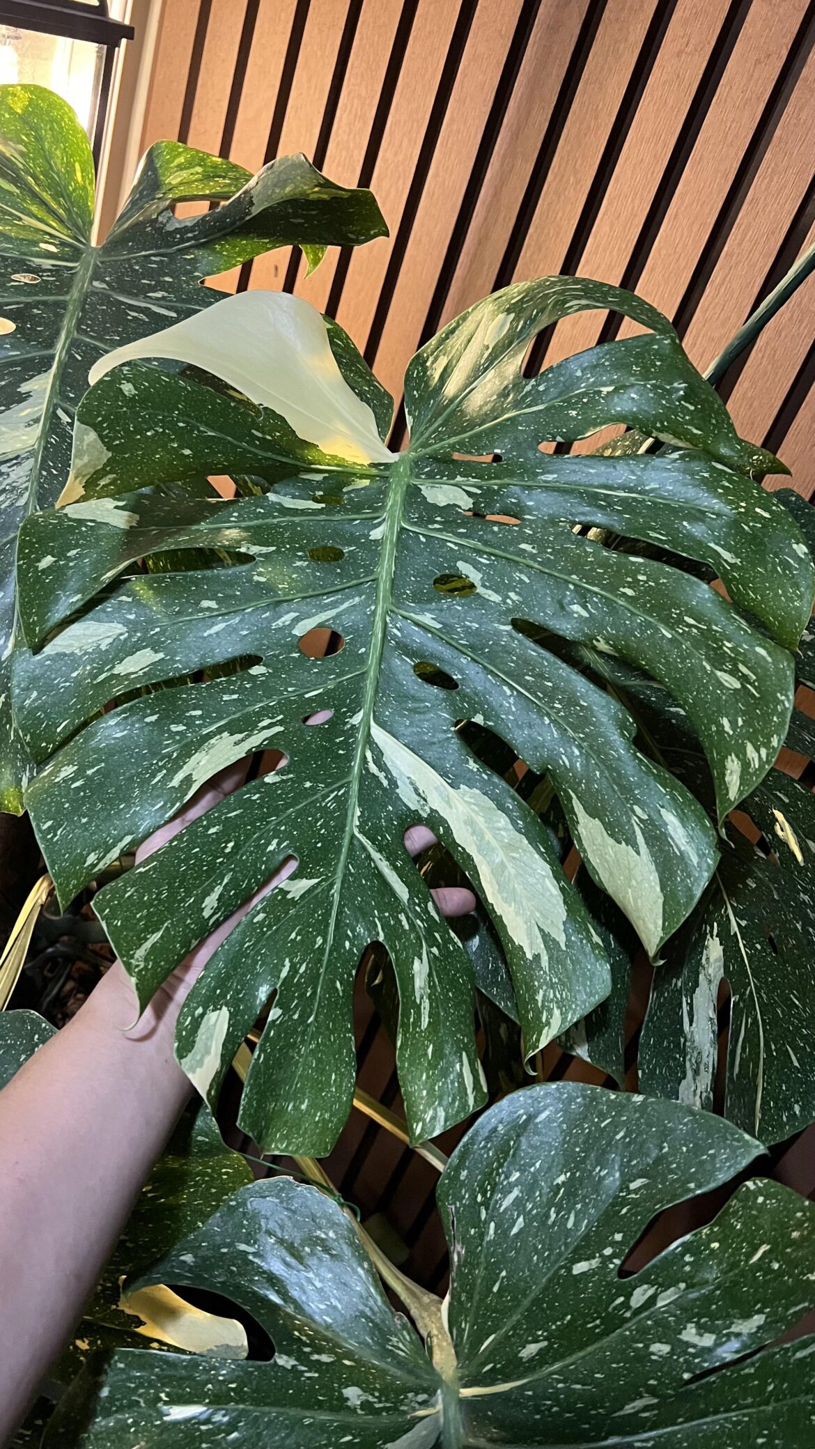 We all know the effort it takes to get this from nursery size to large sized ones. It takes years of consistent effort and care. To the common eye, it’s just a plant, to me, it’s a plant that makes waking up every day exciting with every new leaf it grows. Plants make people happy!!! We all know the effort it takes to get this from nursery size to large sized ones. It takes years of consistent effort and care. To the common eye, it’s just a plant, to me, it’s a plant that makes waking up every day exciting with every new leaf it grows. Plants make people happy!!!