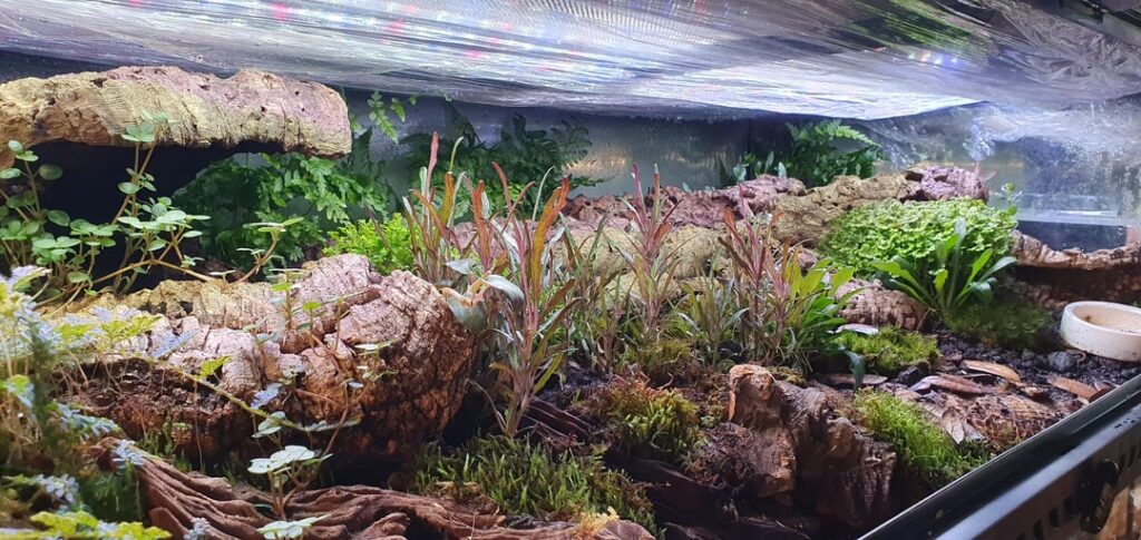 Skink enclosures 💚