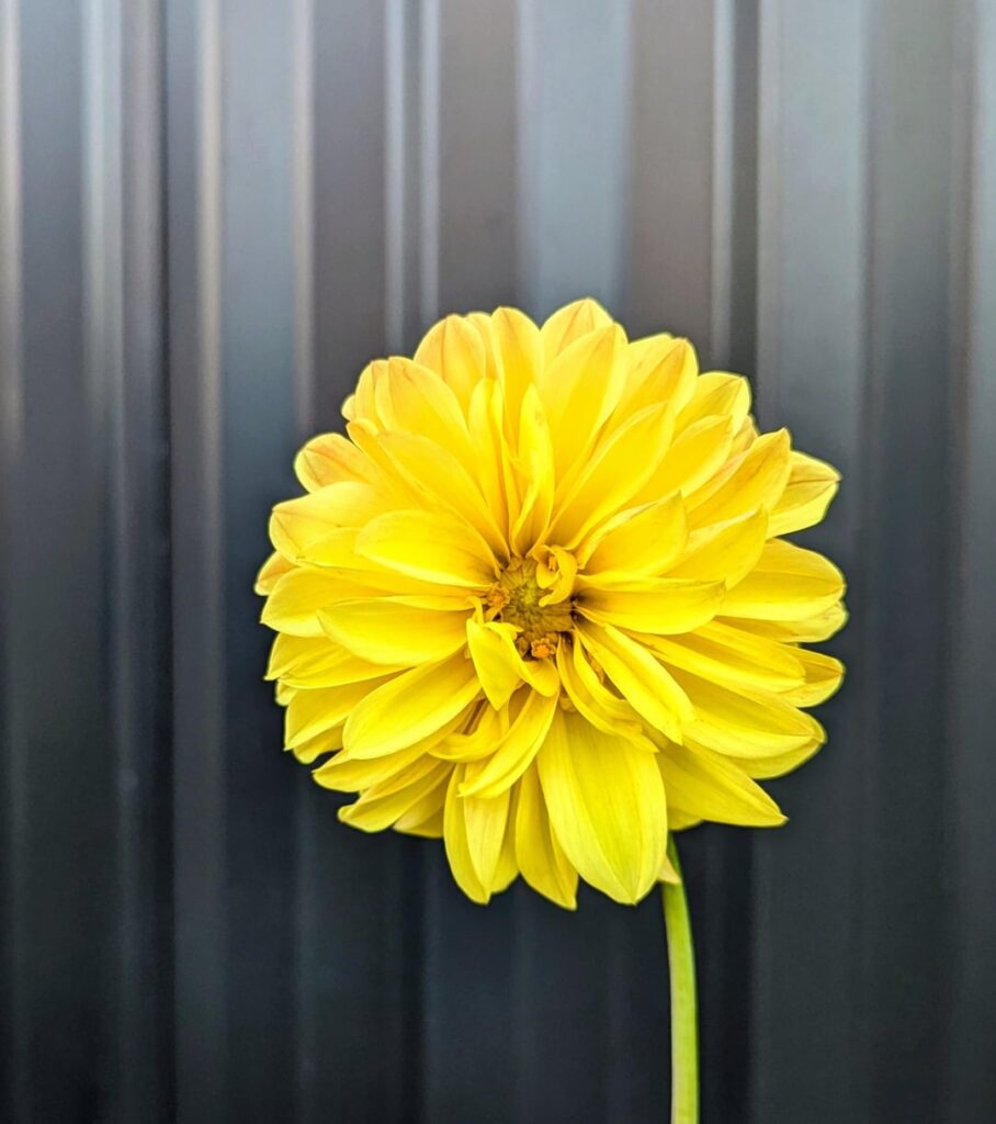 The simple Dahlia 💛