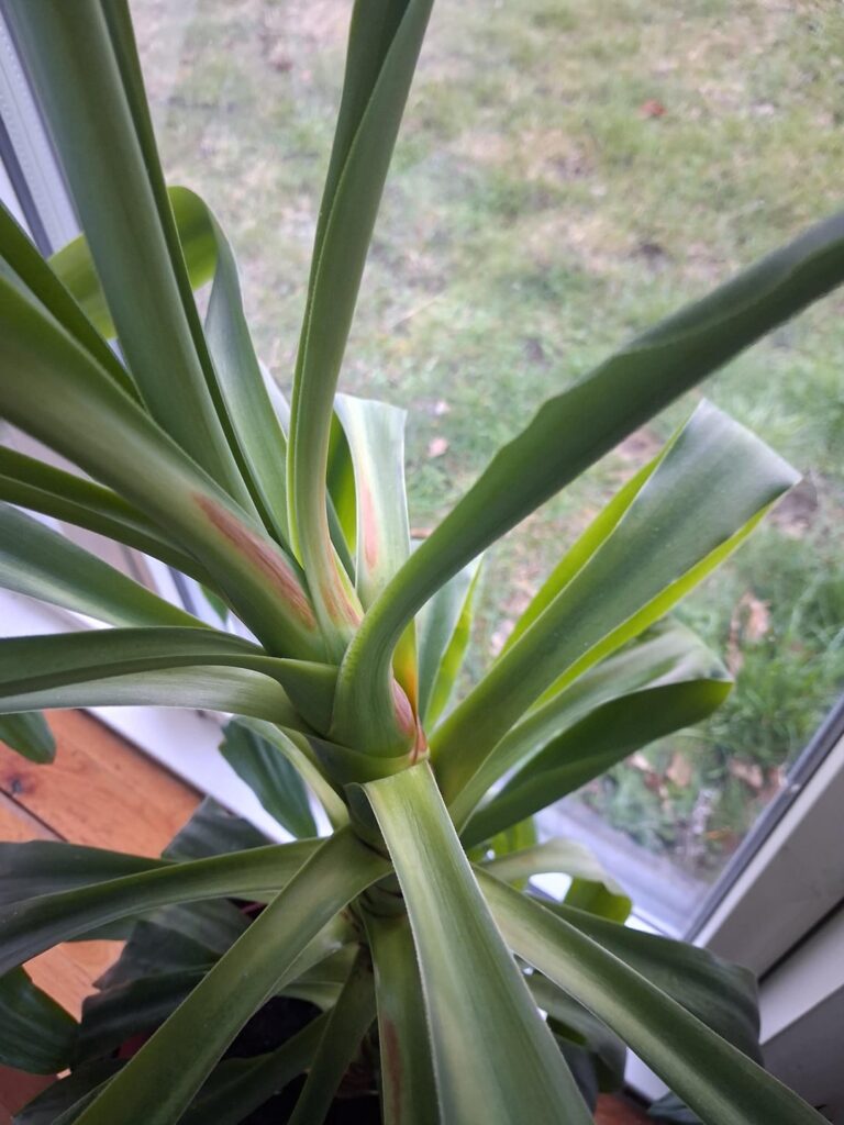 What's wrong with my yucca?