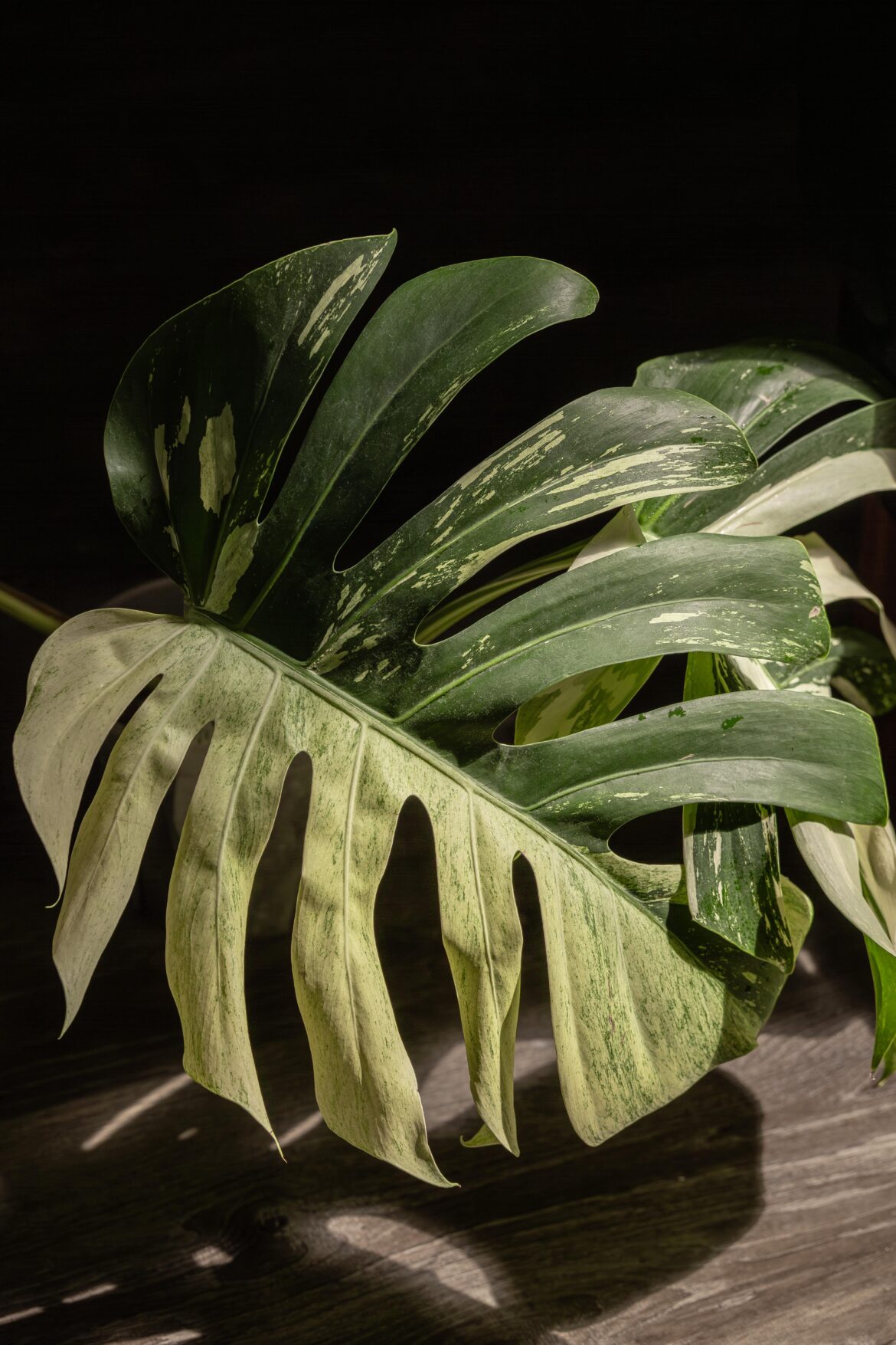 Jungle Mint