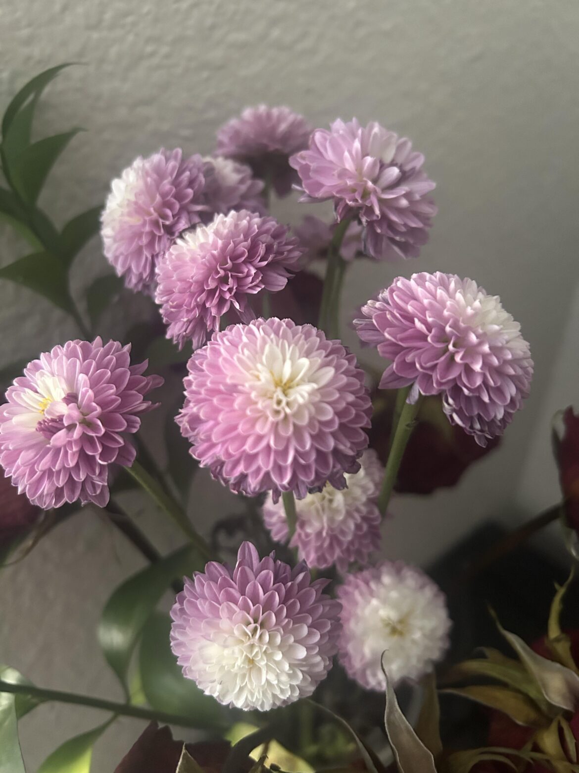 What kind of flowers are these? My boyfriend gave me them and they’re beautiful and lasted over two weeks!