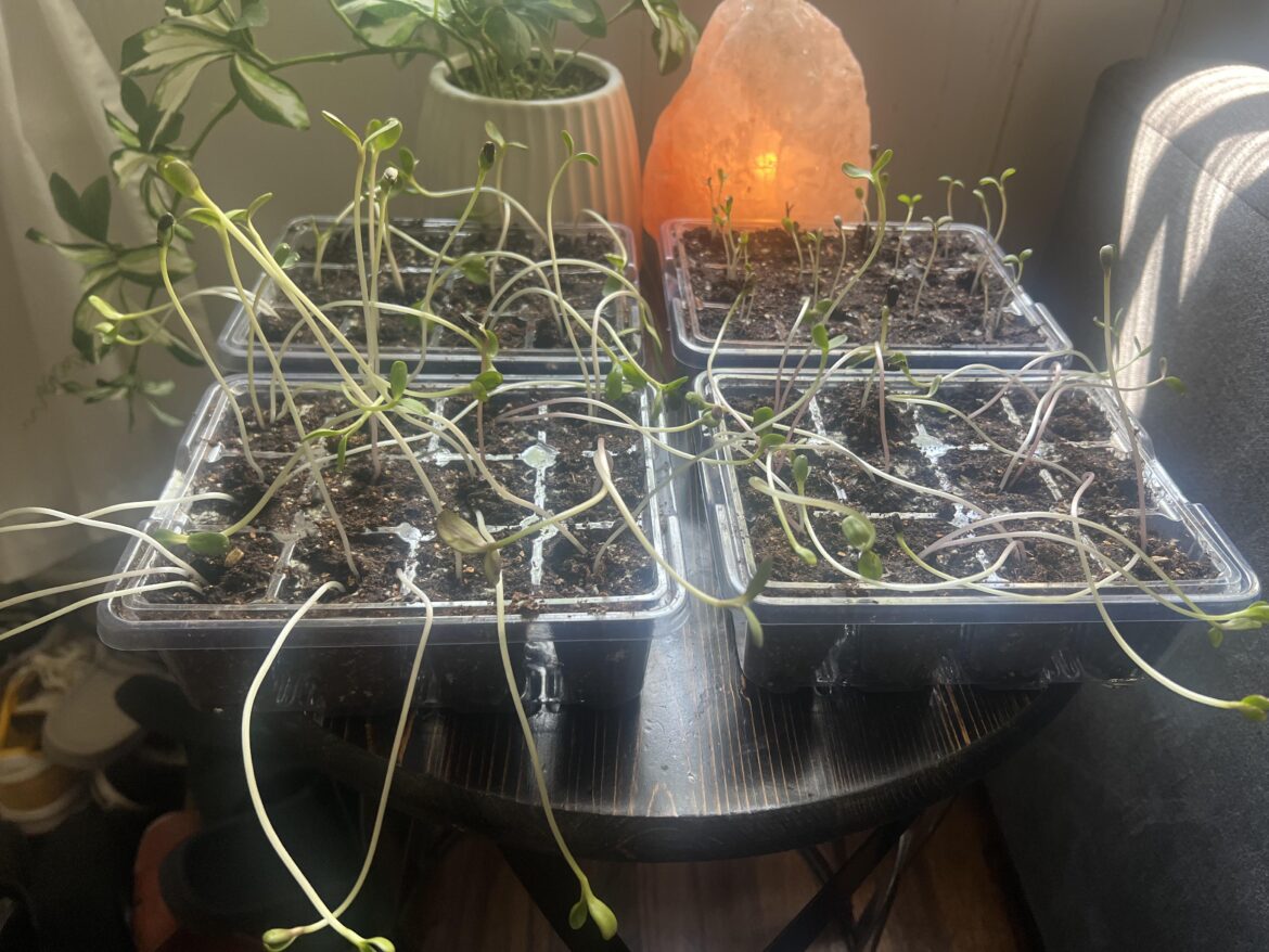 Leggy Sunflower Seedlings