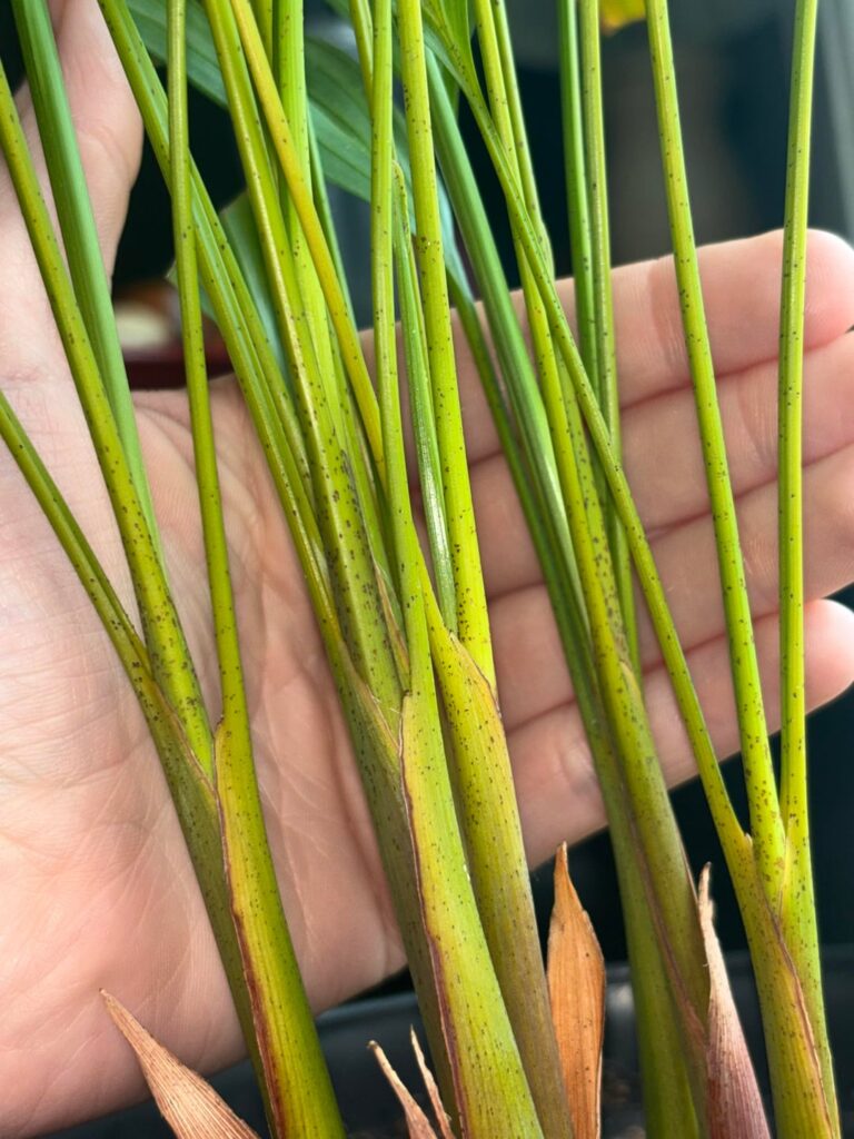 What is on my palm plant?