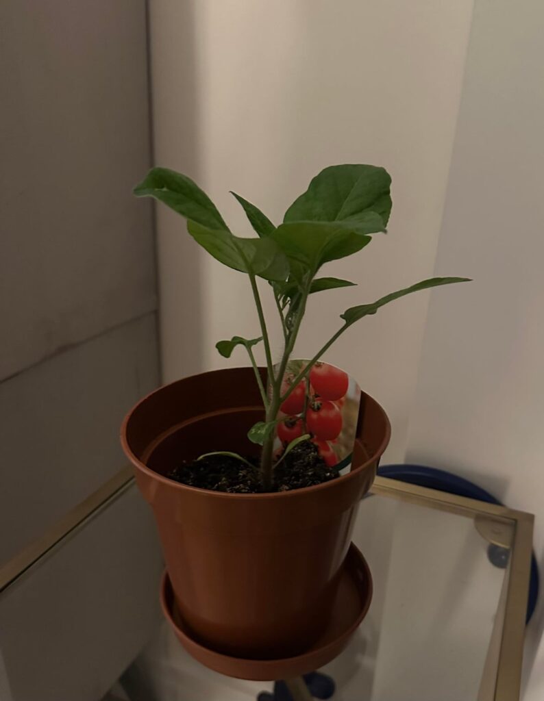 Too little soil in tomato plant pot — add more? Repot? (Beginner) Too little soil in tomato plant pot — add more? Repot? (Beginner)