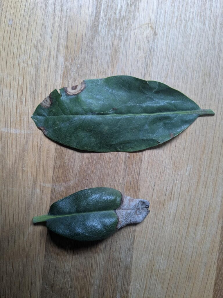 Rhododendron leaves - thoughts on causes and remediation?