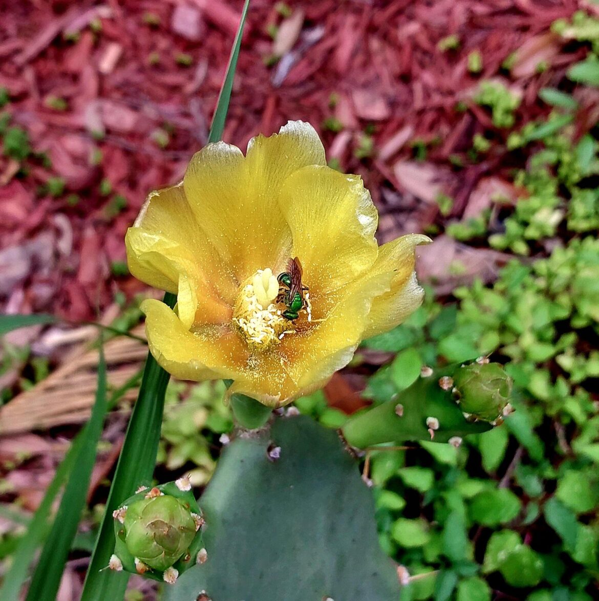 Native Sweat Bee on a Prickly Pear Flower in my Garden