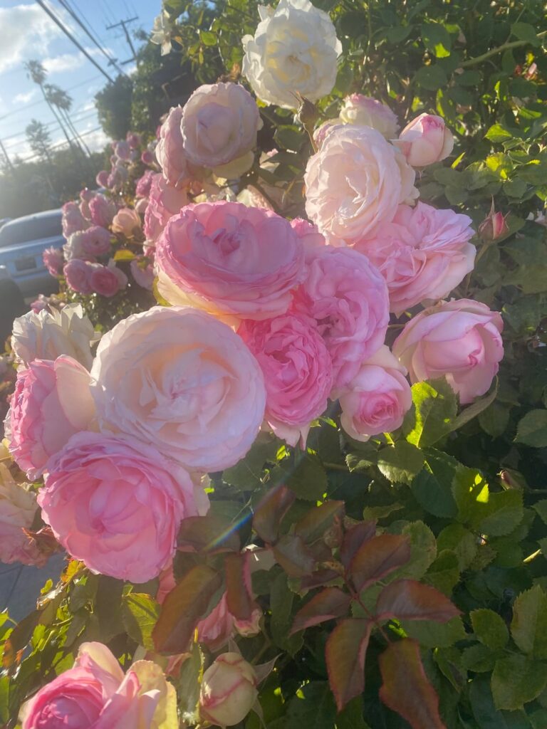 Stumbled upon these beauties