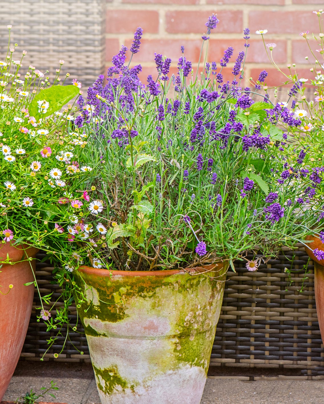 a group of potted plants