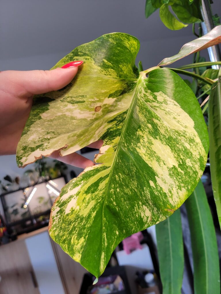 Monstera aurea? Tricolor?
