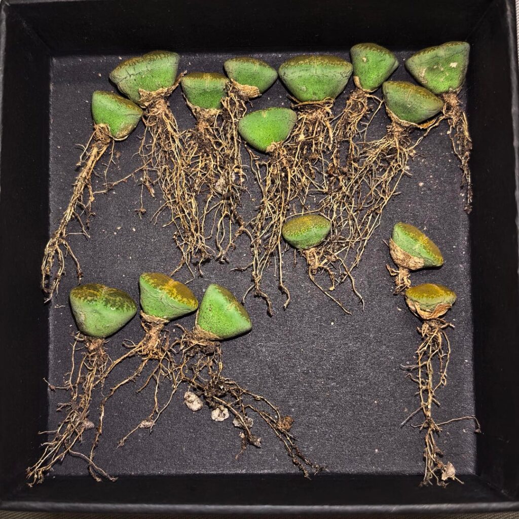 Finally unpotted the new lithops “Green Top” that I bought 3 days ago. Now concerned about side discoloration + when to water Finally unpotted the new lithops "Green Top" that I bought 3 days ago. Now concerned about side discoloration + when to water