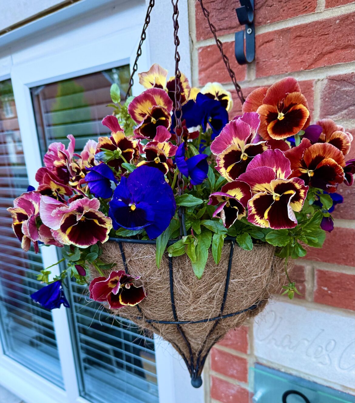 Pansies come back with a vengeance!