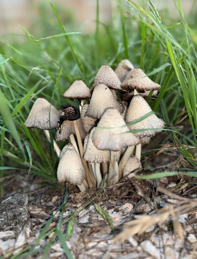 South Austin Fungi